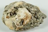 Fossil Clam with Fluorescent Calcite Crystals - Ruck's Pit, FL #191759-2